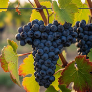 Cluster of ripe dark purple grapes on a vine, surrounded by green and red-tinged leaves, blurred vineyard background. Grape Vines for Cold Areas Collection.